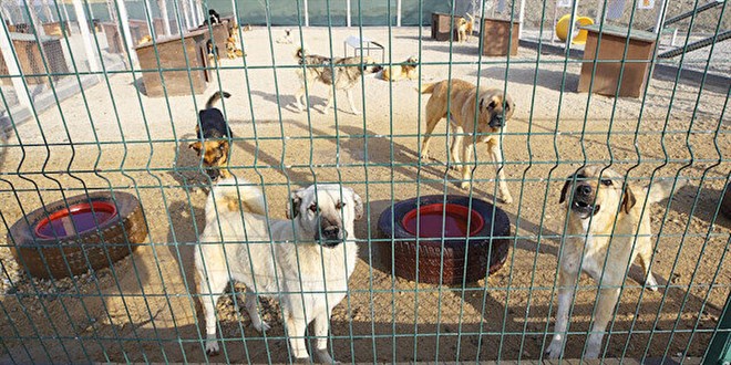 Sokak köpeklerini kısırlaştırmak için dev bütçe: 3 milyar liralık neşter