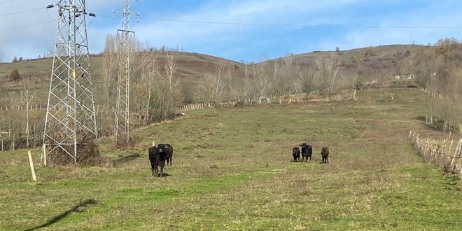Zonguldak'ta gebe mandanın tüfekle vurularak öldürülmesine soruşturma