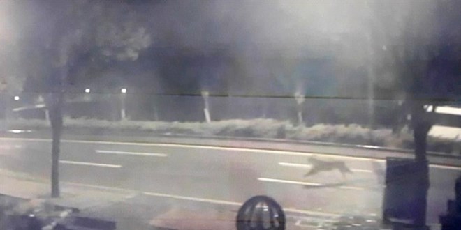 Başkent'te hayvanat bahçesinden aslan kaçtığı iddiası ortalığı karıştırdı