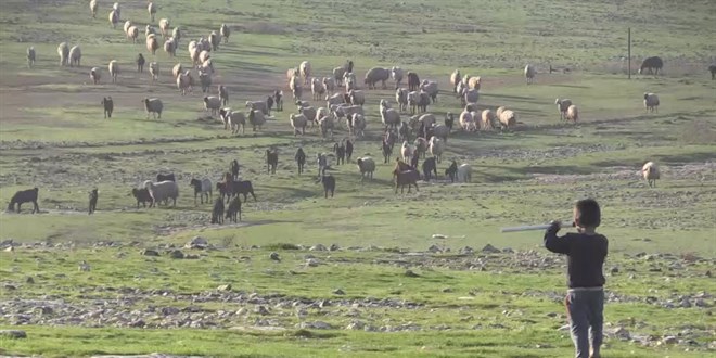 'Suruç koyunu'nun tescillenmesi için çalışma başlatıldı