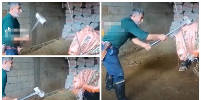 Boğaya balyozla eziyet eden sanığa tahliye