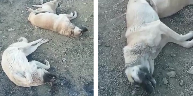 Elazığ'da köpek katliamı: 10 köpek zehirlendi