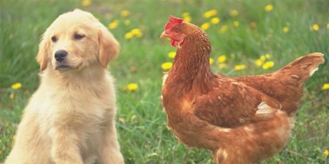 Yavru köpekleri unutun, enflasyon tavukları ile tanışın