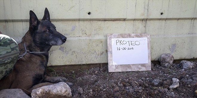 Meksikalı arama kurtarma ekibinin köpeği Proteo'nun heykeli dikilecek