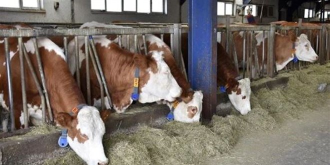Bakanlık açıkladı: 8 işletmeye 'şap' karantinası