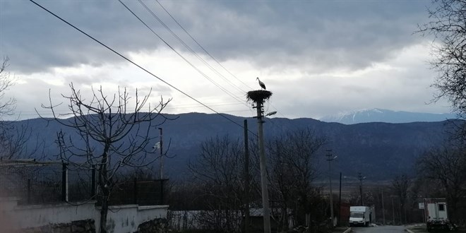 'Baharın müjdecisi' leylekler Çorum'a gelmeye başladı