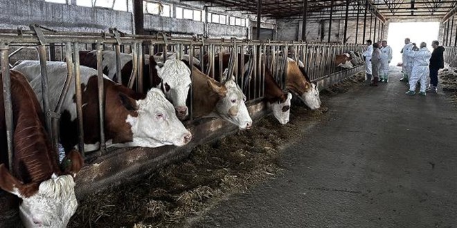 Şap Enstitüsü açıkladı: Şap hastalığı insanlara bulaşıyor mu?