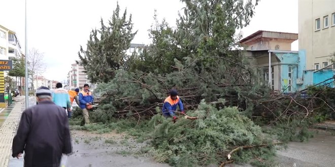 Ankara Çubuk'ta kuvvetli rüzgar nedeniyle ağaç otomobilin üzerine devrildi