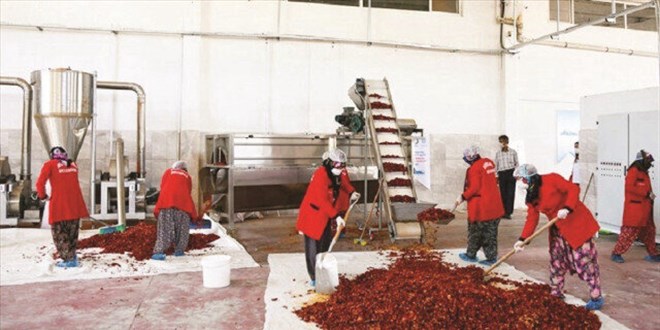 Pul bibercilerin en acı sezonu