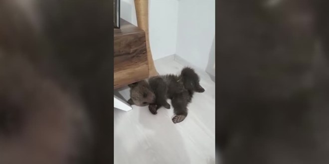 Yolda bulduğu ayı yavrusunu, bir gece evinde baktıktan sonra yetkililere teslim etti