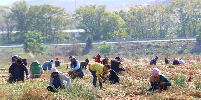 Hasadın artmasıyla soğan fiyatlarının düşmesi bekleniyor