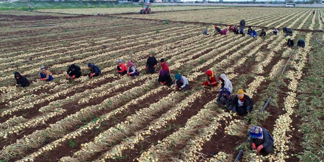 Soğanda yoğun hasat dönemi başlıyor, fiyatlar düşecek