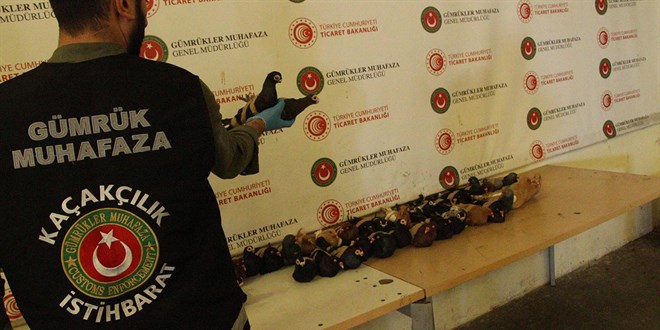 Kapıkule Gümrük Kapısı'nda 44 canlı güvercin ele geçirildi