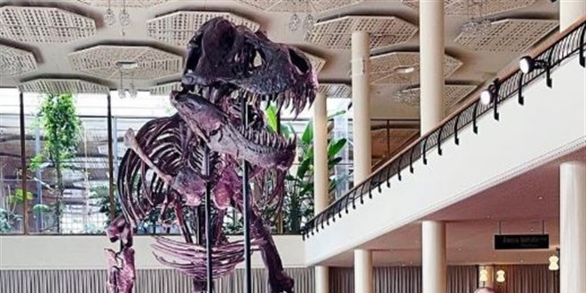 İsviçre'de açık artırmaya çıkarılan T-Rex cinsi dinozor iskeleti 6,2 milyon dolara satıldı