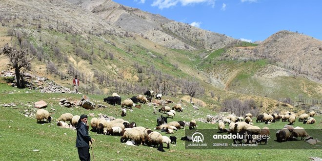 Hibe desteğiyle sürü sahibi olan eski hükümlü, hayvan sayısını 36'dan 70'e çıkardı