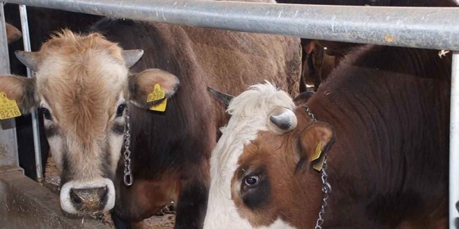 Kurban Bayramı yaklaştı: Canlı hayvan fiyatlarında rekor yükseliş!