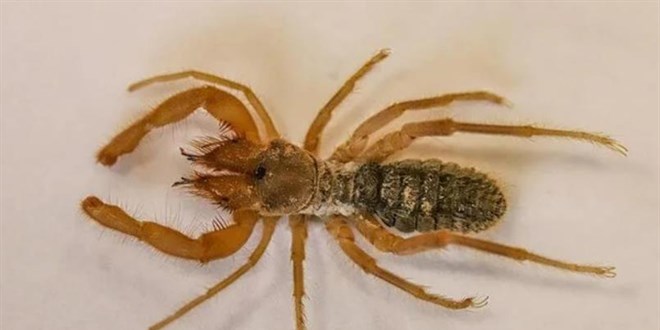 Hakkari'de yeni örümcek türü keşfedildi