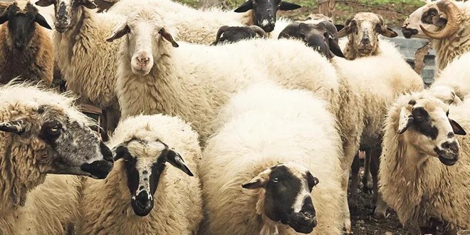 Kurbanlık fiyatları el yakıyor