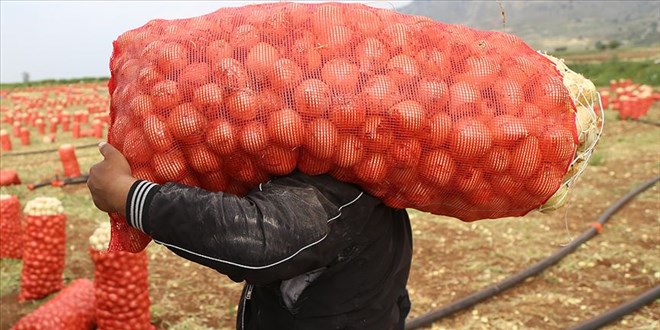 Soğan fiyatı üreticide yüzde 50, markette yüzde 24 düştü