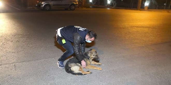 Şanlıurfa'da polis yolda bulduğu yaralı köpeği veterinere götürdü