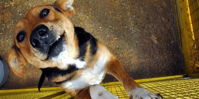 Çorum'da sahipsiz köpek iki kişiyi yaraladı