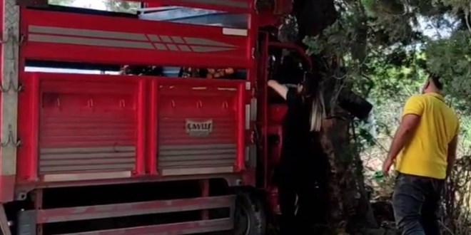 Mersin'de kamyonet ağaca çarptı: 1 ölü, 6 yaralı