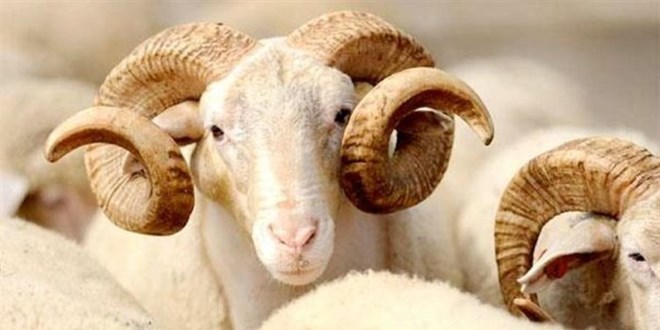 Diyanet tek tek yanıtladı: Kurban keserken nelere dikkat edilmeli?
