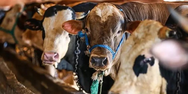 Bakanlık harekete geçti: Kurban keserken önlem almayanlara para cezası