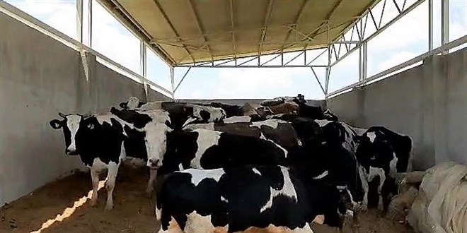 Patronu yokken araç kiralayıp, bakımlarını üstlendiği 28 ineği çaldı