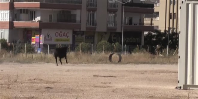 Sahibinin elinden kaçan büyükbaş hayvanı 'kurban yakalama timi' yakaladı