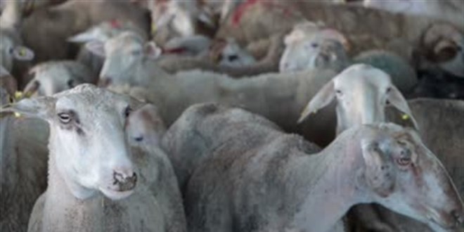Kırklareli'nde deprem bölgesi için bağışlanan 173 kurbanlığın kesimi yapıldı