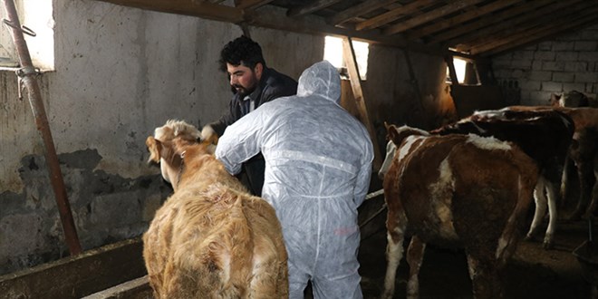 Ardahan'da devam eden şap hastalığı kontrol altına alınmaya çalışılıyor