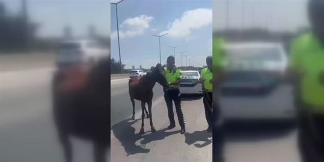 Adana'da otoyolda sahipsiz dolaşan at barınağa teslim edildi