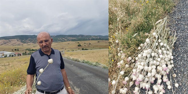 Elazığ'da izinsiz pamuk dikeni toplayan kamu görevlisine 244 bin lira ceza
