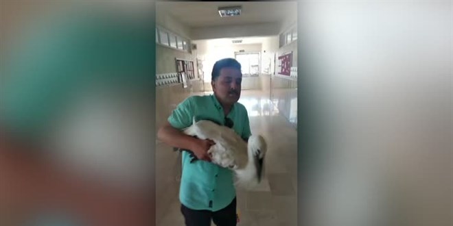 Sivas'ta okul müdürü, yuvadan düşen leylek yavrusunu yeniden çatıya çıkardı