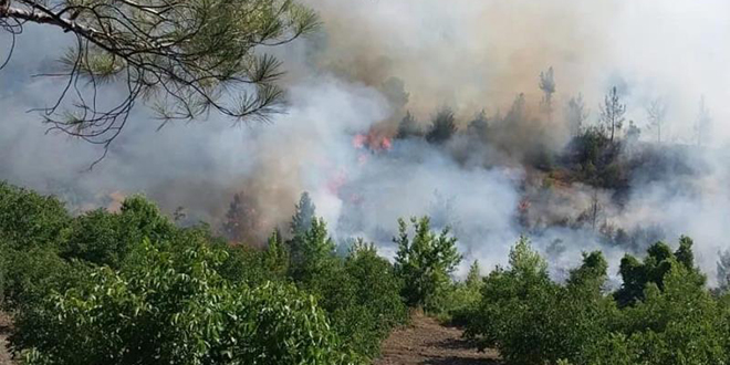 Kahramanmaraş'ta orman yangını: Bazı evler tahliye ediliyor