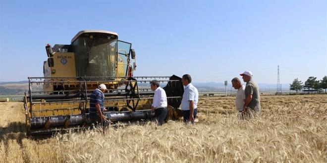 Meslek lisesi 50 eit buday denedi, 40 ton hasat yapt