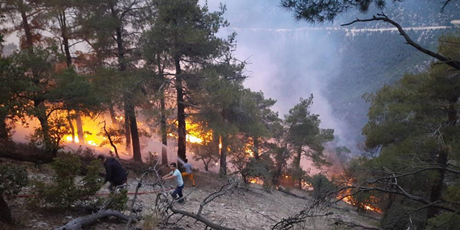 Bolu'da yıldırım düşmesi sonucu çıkan orman yangınına müdahale sürüyor