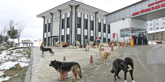 Sokak köpekleri dünyanın derdi: Türkiye'deki tehlike turisti kaçırıyor