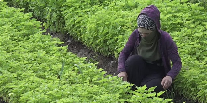 Kavurucu sıcaklardan fidanları korumak için 120 personel 7/24 mesaide