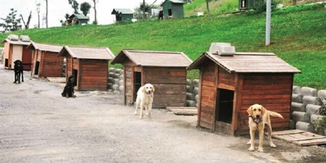 Başıboş hayvan mesaisi arttı