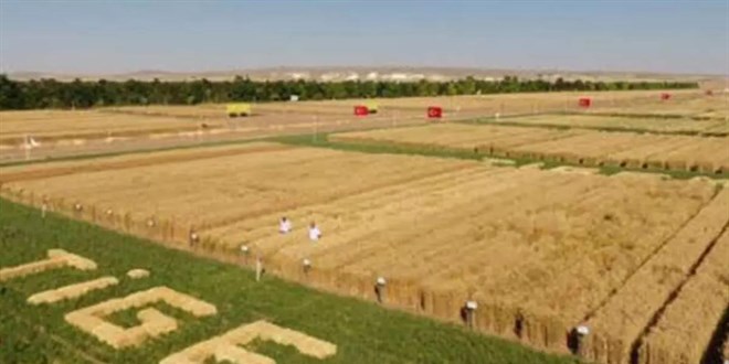TİGEM 15 safkan Arap koşu tayı satacak