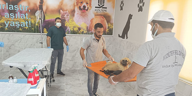 Yavru köpeğe demir çubukla eziyet eden zanlı serbest