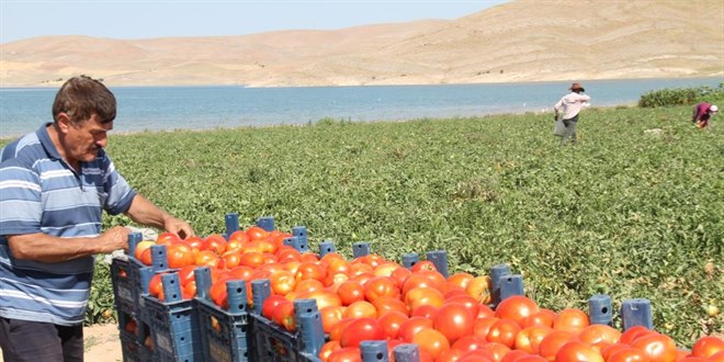 Araclara isyan eden tarla sahibi halka seslendi, 'Gelin tarladan 4 liraya aln'