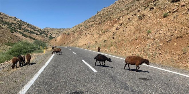 Valilikten 'konvoyunun nne sr kan kaymakam, obana ceza kesti' iddiasna aklama