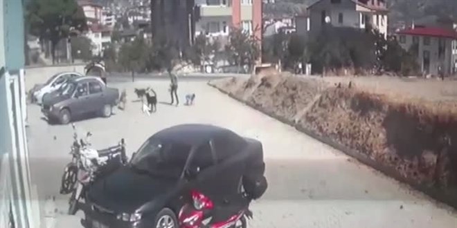 Kastamonu'da sahipsiz köpeklerin saldırdığı çocuğu babası kurtardı