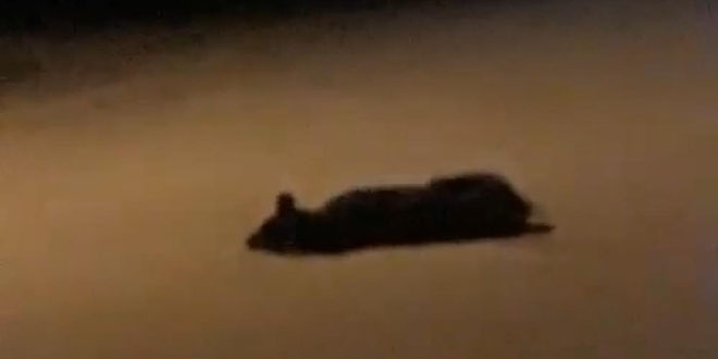 Hatay'da 7 köpeğin zehirlenerek telef edildiği iddiası