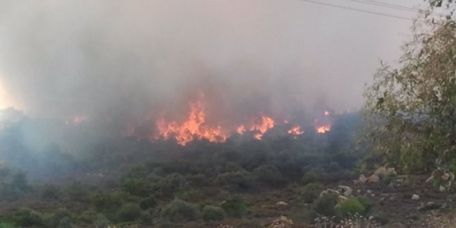 İzmir Foça'da çıkan orman yangını kontrol altına alındı