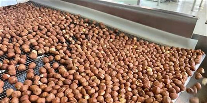 Türkiye'den Almanya'ya 85 bin tonu aşkın fındık ihraç edildi