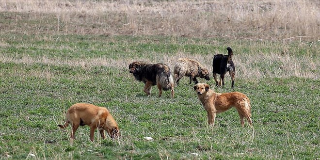 Köpeklere müdahale şekli nedeniyle 2 belediye personeli açığa aldı